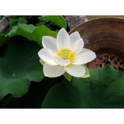 Nelumbo 'Hongbian Yudie' - lotus