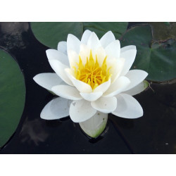 Nymphaea 'White Sultan', nénuphar blanc rustique