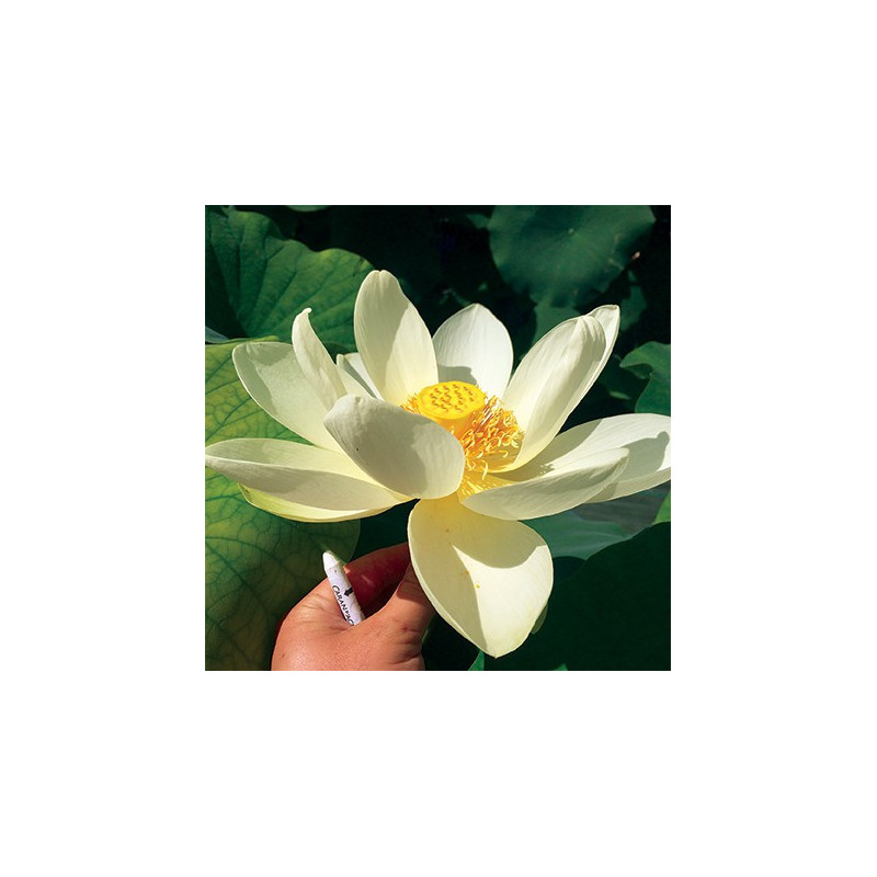 Nelumbo 'Flavescens' - lotus