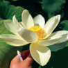 Nelumbo 'Flavescens' - lotus