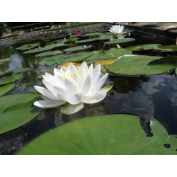 Nymphaea 'White Sultan', nénuphar blanc rustique