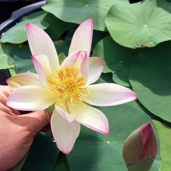 Nelumbo 'Guifei Zhuijiu' - lotus