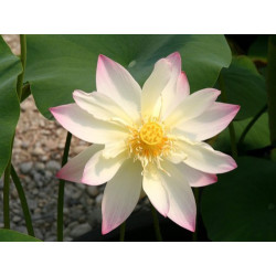 Nelumbo 'Small Three-coloured Lotus' - lotus