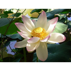 Nelumbo Nucifera (espèce), Syn. Lotus sacré - lotus