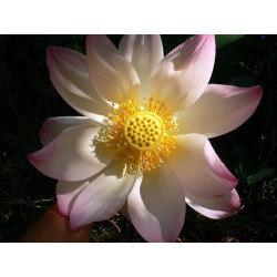 Nelumbo Nucifera (espèce), Syn. Lotus sacré - lotus