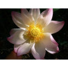 Nelumbo Nucifera (espèce), Syn. Lotus sacré - lotus