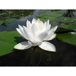 Nymphaea 'White Sultan', nénuphar blanc rustique