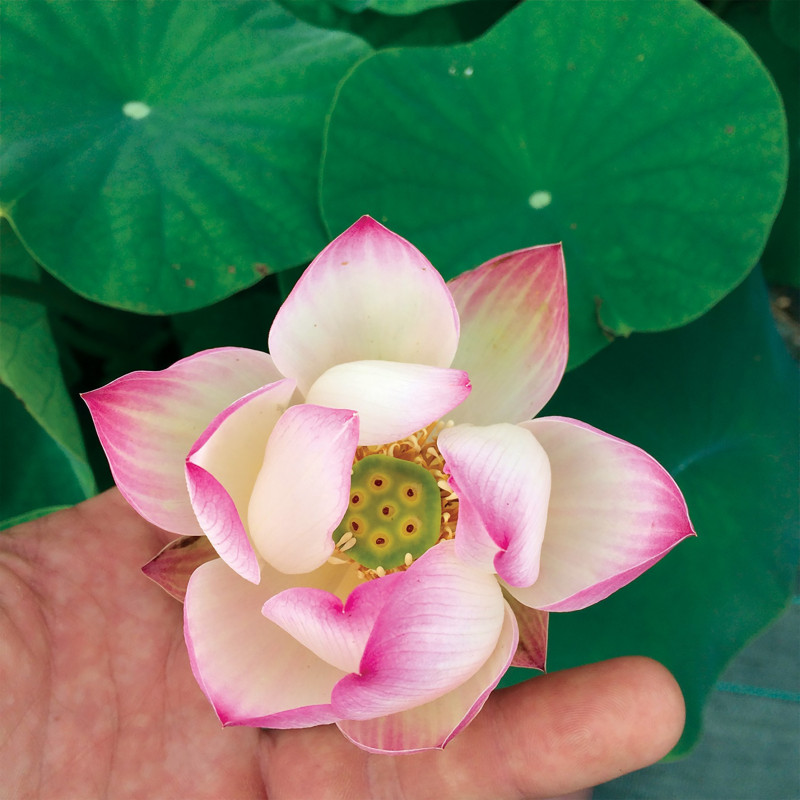 Nelumbo 'Sing Birdy Sing' - lotus Nelumbo 'Sing Birdy Sing' - lotus