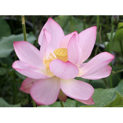 Nelumbo 'Eos' - lotus