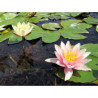 Nymphaea 'Sioux', nénuphar rustique couleur cuivre