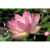Nelumbo 'Patricia Garrett' - lotus