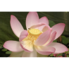Nelumbo 'Patricia Garrett' - lotus