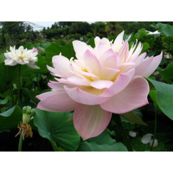 Nelumbo 'Rosea Plena' - lotus