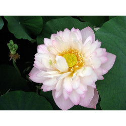 Nelumbo 'Rosea Plena' - lotus