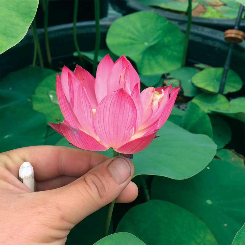 Nelumbo 'Huohua' - lotus