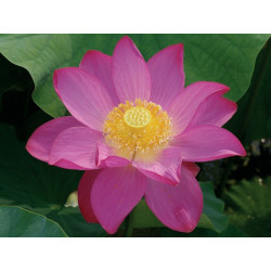 Nelumbo 'Osiris' - lotus