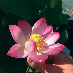 Nelumbo 'Princess Harper of TMC' - lotus