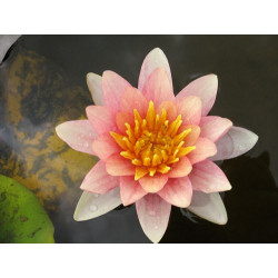 Nymphaea 'Comanche', nénuphar rustique couleur cuivre