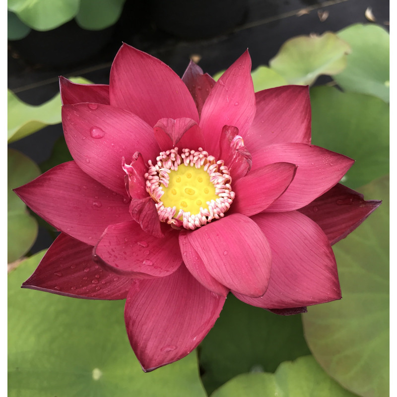 Nelumbo 'Pekinensis Rubra' - lotus