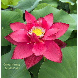 Nelumbo 'Pekinensis Rubra' - lotus