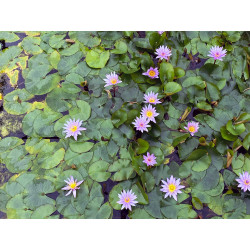 Nymphaea 'Isla Madora', nénuphar tropical diurne