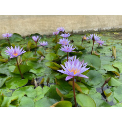 Nymphaea 'Isla Madora', nénuphar tropical diurne