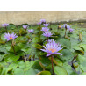 Nymphaea 'Isla Madora', nénuphar tropical diurne