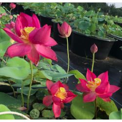 Nelumbo 'Chu Chu' (petit), lotus rouge