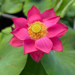 Nelumbo 'Zhong Guo Hong Shanghai'