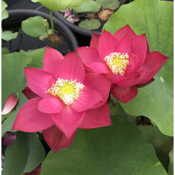 Nelumbo 'Zhong Guo Hong Shanghai'