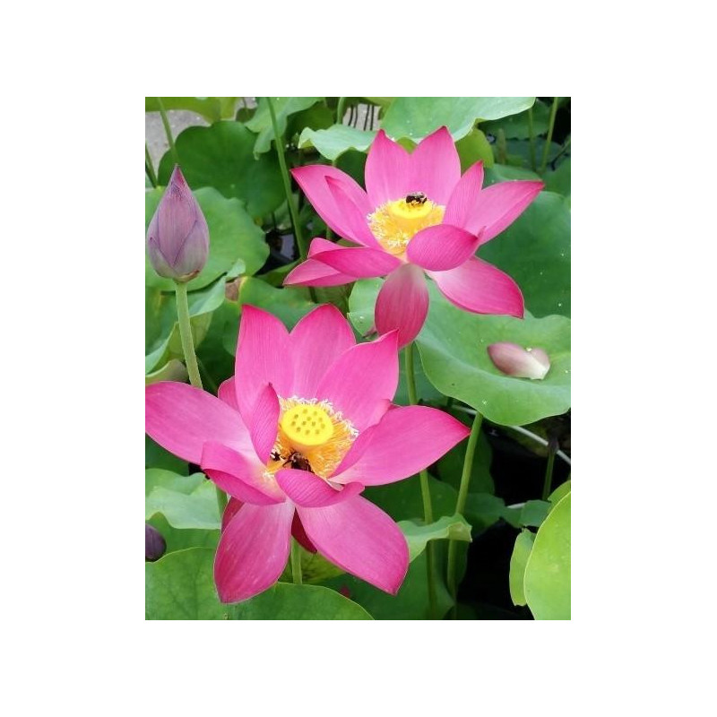 Nelumbo 'Red at Sunset'