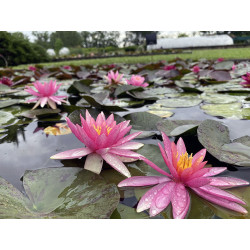 Nymphaea 'Pink Sparkle', nénuphar rustique couleur rose