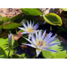 Nymphaea caerulea, nénuphar tropical diurne