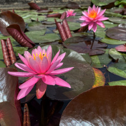 Nymphaea 'Odorata Exquisita', nénuphar rustique couleur rose