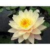 Nymphaea 'Carolina Sunset', nénuphar rustique couleur cuivre