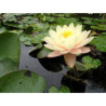 Nymphaea 'Carolina Sunset', nénuphar rustique couleur cuivre