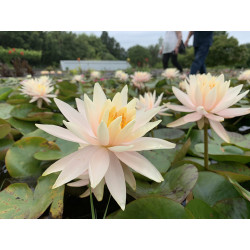 Nymphaea 'Barbara Davies', nénuphar rustique couleur cuivre