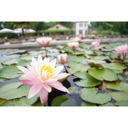 Nymphaea 'Barbara Dobbins', nénuphar rustique couleur cuivre