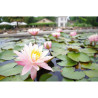 Nymphaea 'Barbara Dobbins', nénuphar rustique couleur cuivre