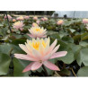 Nymphaea 'Colorado', nénuphar rustique couleur cuivre