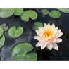 Nymphaea 'Barbara Davies', nénuphar rustique couleur cuivre