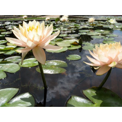 Nymphaea 'Barbara Davies', nénuphar rustique couleur cuivre