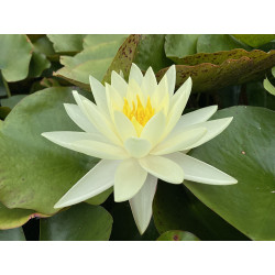 Nymphaea 'Gold Medal', nénuphar rustique couleur jaune