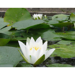 Nymphaea 'Hermine', nénuphar blanc rustique