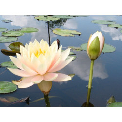 Nymphaea 'Barbara Davies', nénuphar rustique couleur cuivre