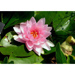 Nymphaea 'Madame Wilfron Gonnère', nénuphar rustique couleur rose