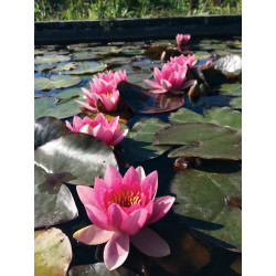 Nymphaea 'Murillo', nénuphar rustique couleur rose