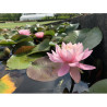 Nymphaea 'Nigel', nénuphar rustique couleur rose