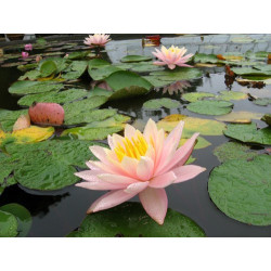 Nymphaea 'Barbara Dobbins', nénuphar rustique couleur cuivre