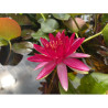 Nymphaea 'Perry's Red Star', nénuphar rustique couleur rouge